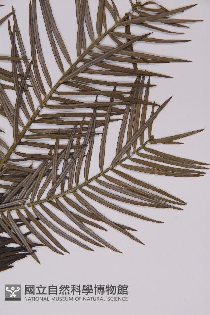 高山三尖杉藏品圖，第3張