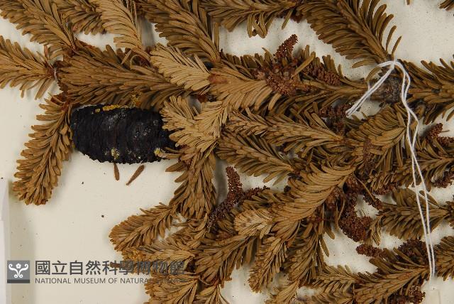 臺灣冷杉藏品圖，第3張
