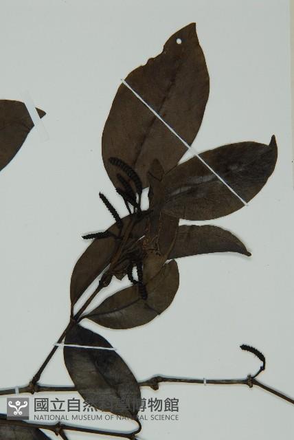 小葉買麻藤藏品圖，第3張