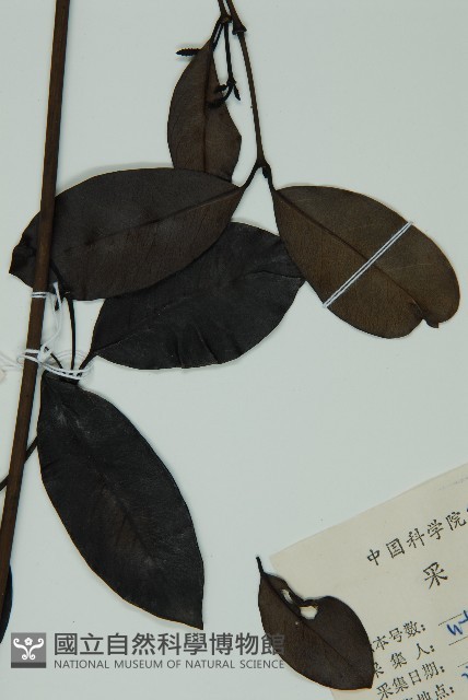 小葉買麻藤藏品圖，第3張