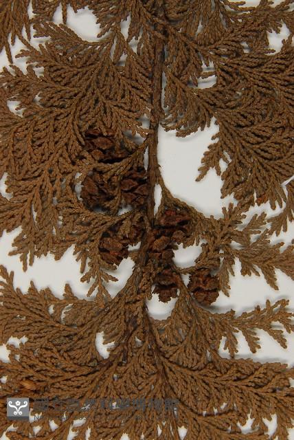 紅檜藏品圖，第3張