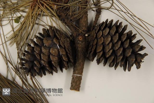 馬尾松藏品圖，第3張