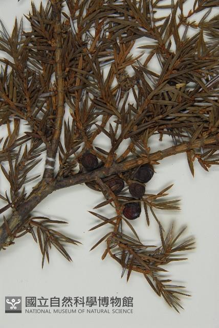 刺柏藏品圖，第3張