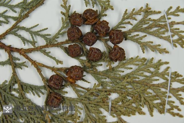 臺灣扁柏藏品圖，第3張