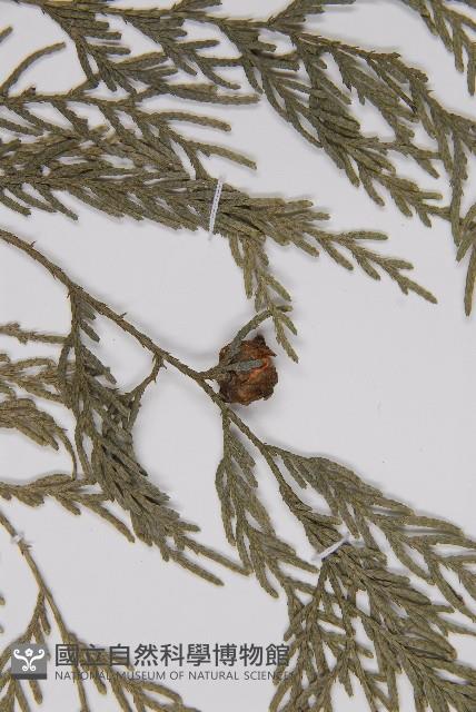 Chinese weeping cypress Collection Image, Figure 3, Total 5 Figures