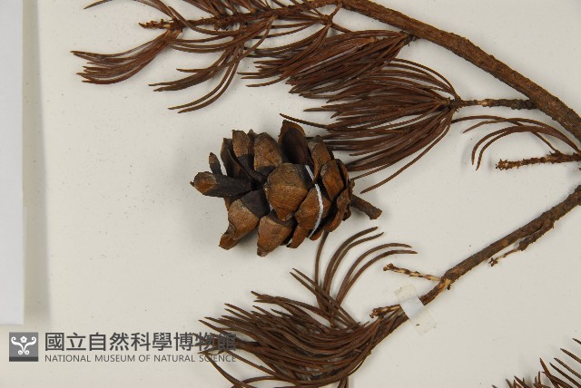 華南五針松藏品圖，第3張