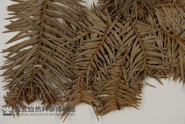 杉木藏品圖，第3張