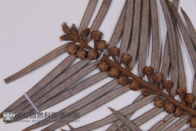 三尖杉藏品圖，第3張