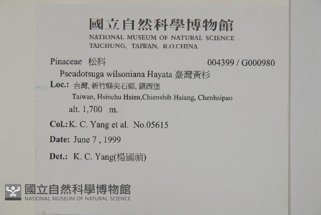 臺灣黃杉藏品圖，第2張