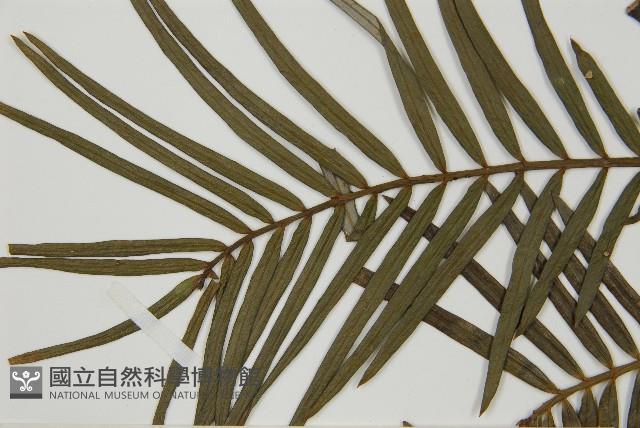 三尖杉藏品圖，第3張