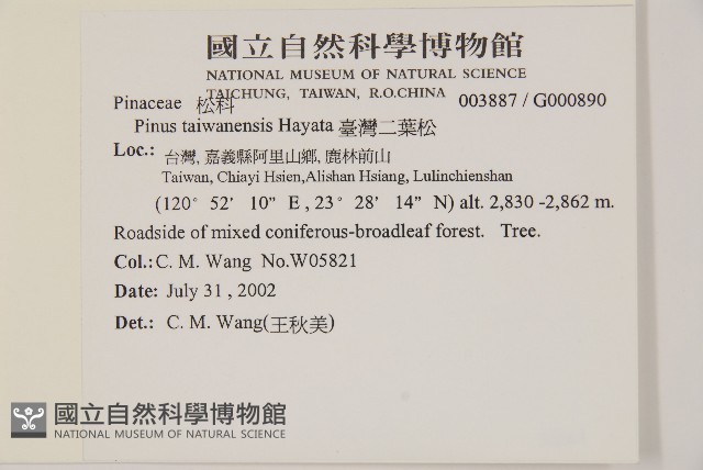 臺灣二葉松藏品圖，第2張