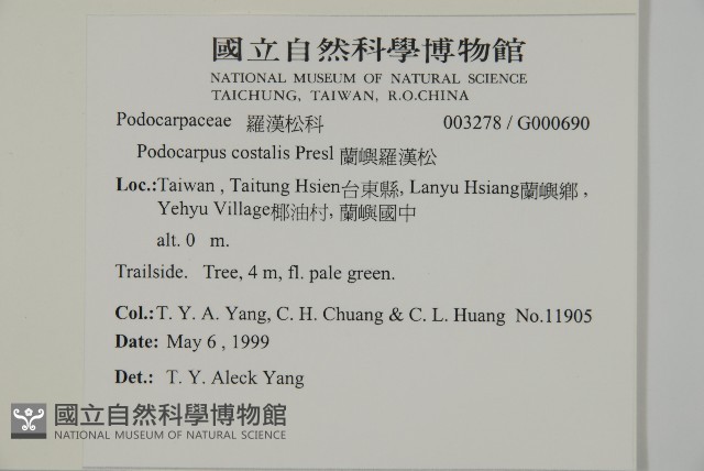 蘭嶼羅漢松藏品圖，第2張