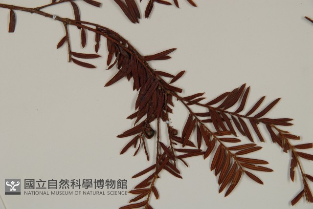 臺灣紅豆杉、紫杉、南方紅豆杉藏品圖，第3張