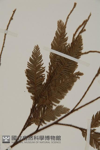 Accession Number:G000290 Collection Image, Figure 3, Total 4 Figures