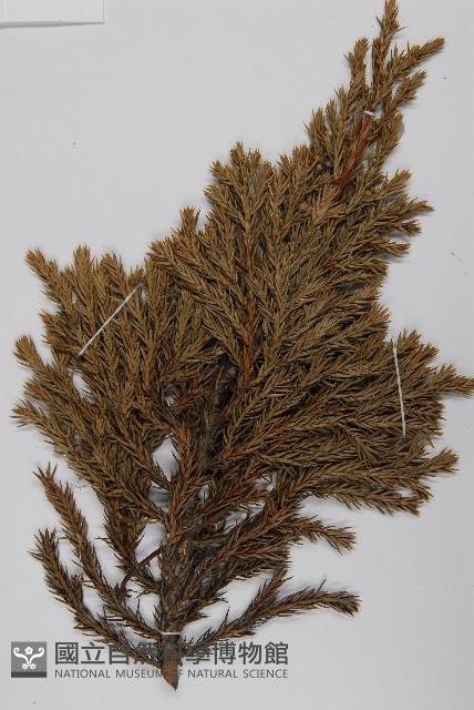 香青藏品圖，第3張