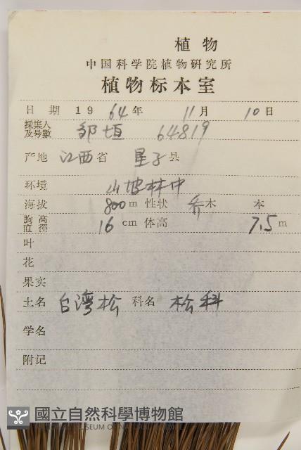 臺灣二葉松藏品圖，第2張