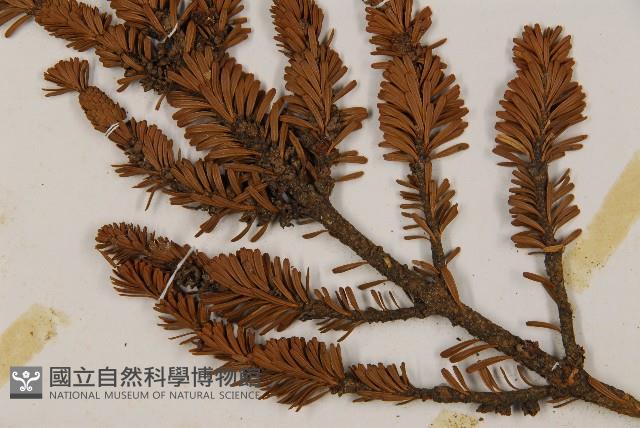 臺灣冷杉藏品圖，第3張