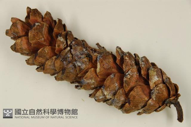 臺灣華山松藏品圖，第3張