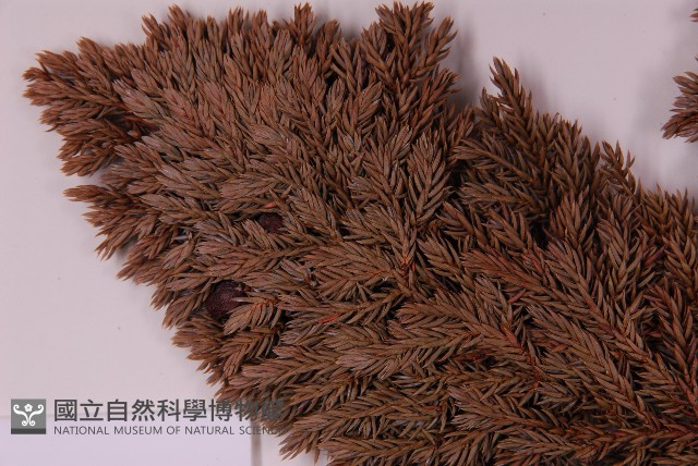 香青藏品圖，第3張