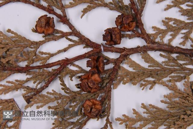 臺灣扁柏藏品圖，第3張