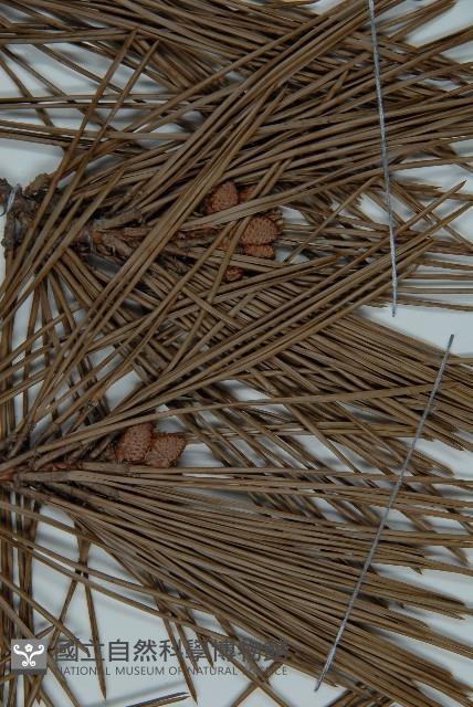 Black pine Collection Image, Figure 3, Total 4 Figures