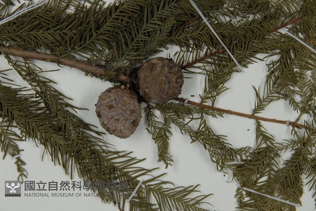 落羽松、美國水松藏品圖，第3張