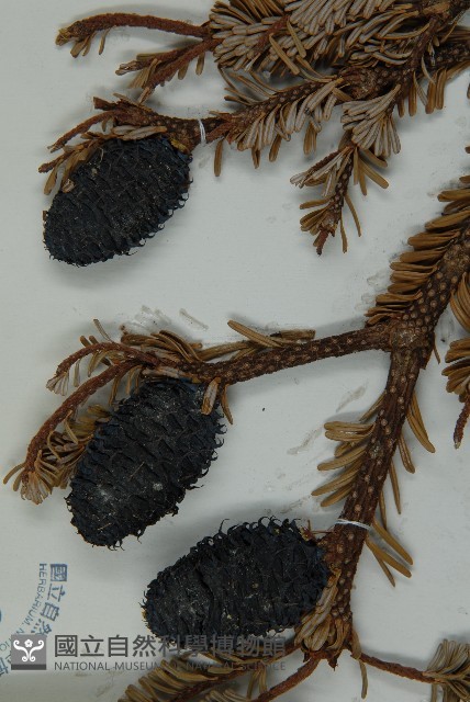 中甸冷杉藏品圖，第3張