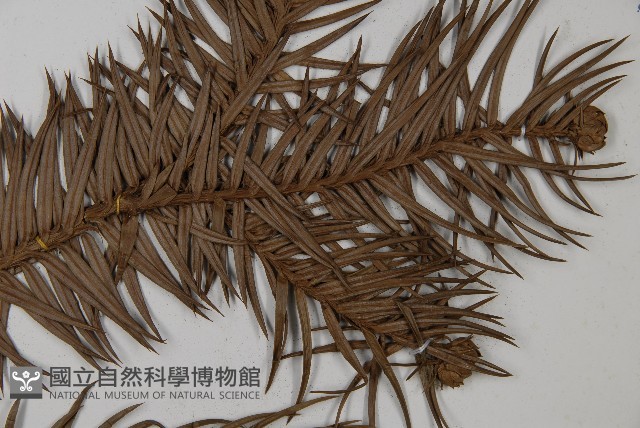 杉木藏品圖，第3張