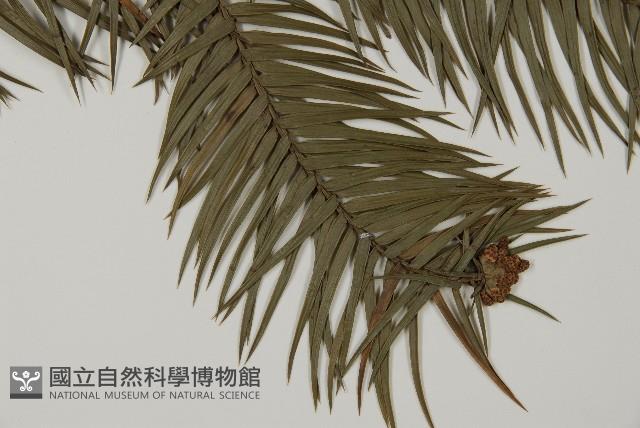 杉木藏品圖，第3張