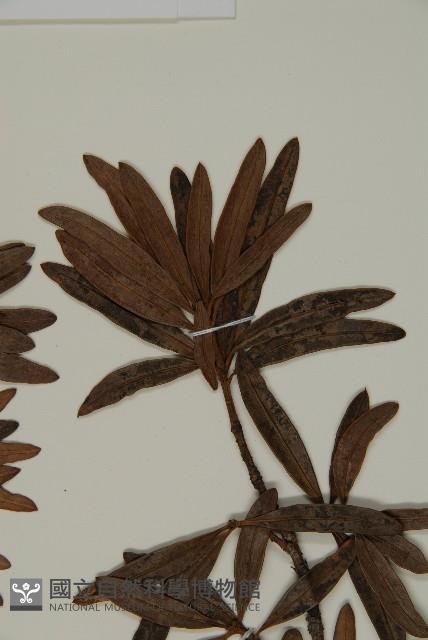 小葉漢松藏品圖，第3張