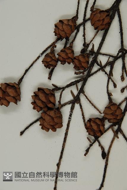 臺灣鐵杉藏品圖，第3張