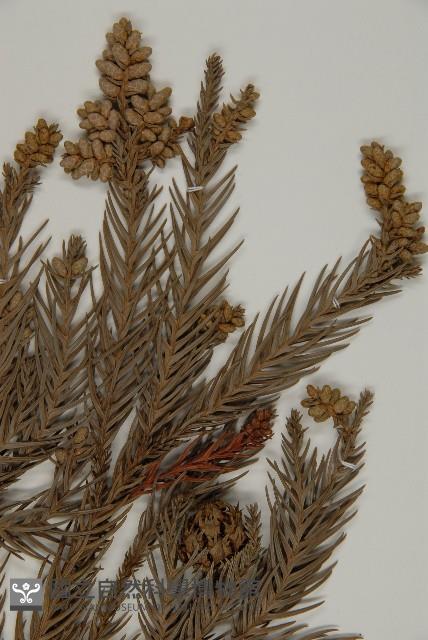 柳杉藏品圖，第3張