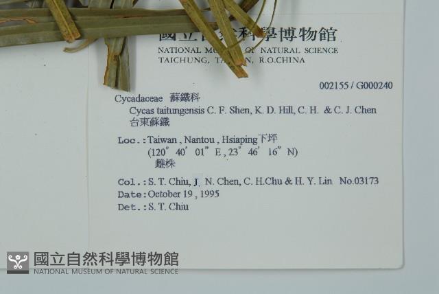 台東蘇鐵藏品圖，第2張