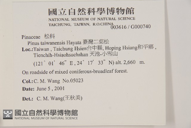 臺灣二葉松藏品圖，第2張