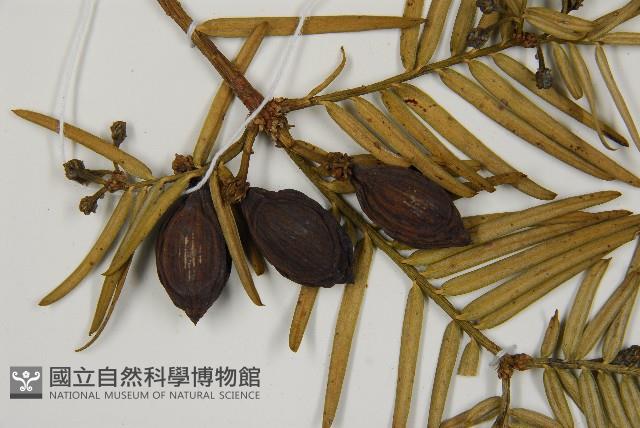 臺灣粗榧、台灣三尖杉藏品圖，第3張
