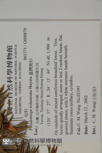 臺灣黃杉藏品圖，第2張