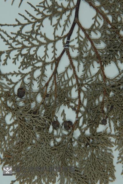 側柏藏品圖，第3張