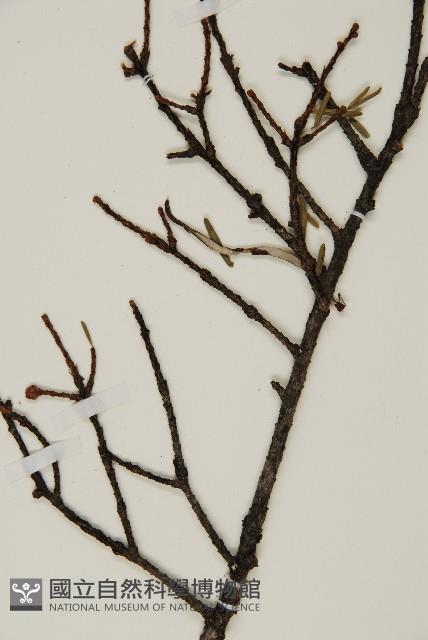 雲南鐵杉藏品圖，第3張