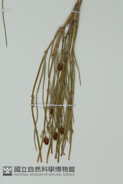 草麻黃藏品圖，第3張
