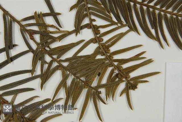 臺灣粗榧、台灣三尖杉藏品圖，第3張