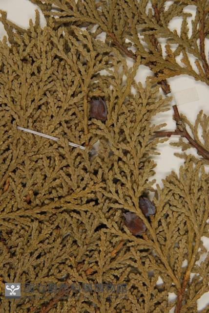 側柏藏品圖，第3張