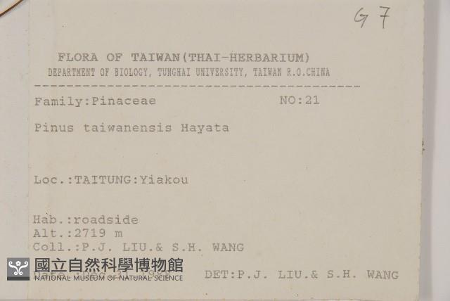 臺灣二葉松藏品圖，第2張