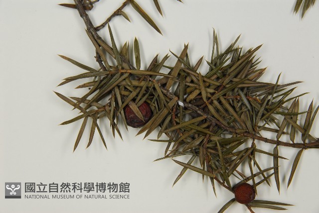 刺柏藏品圖，第3張