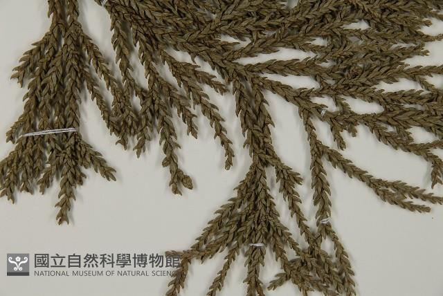 臺灣杉藏品圖，第3張