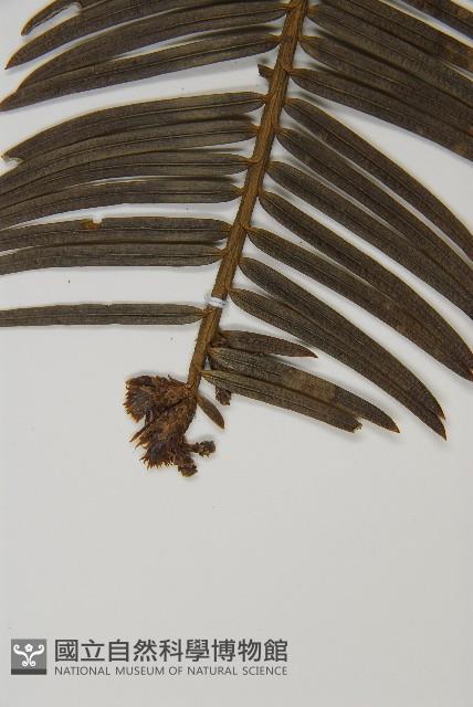 中國粗榧藏品圖，第3張