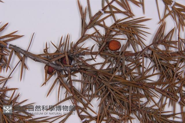 刺柏藏品圖，第3張