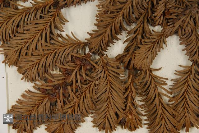 臺灣冷杉藏品圖，第3張