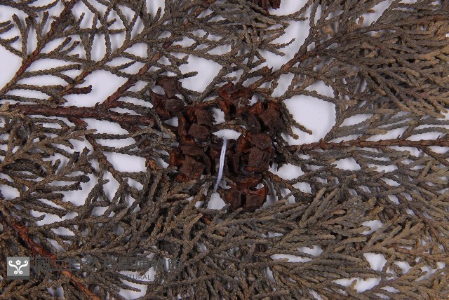 臺灣扁柏藏品圖，第3張