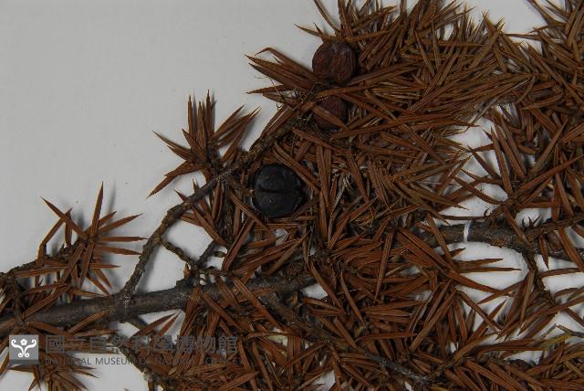 刺柏藏品圖，第3張