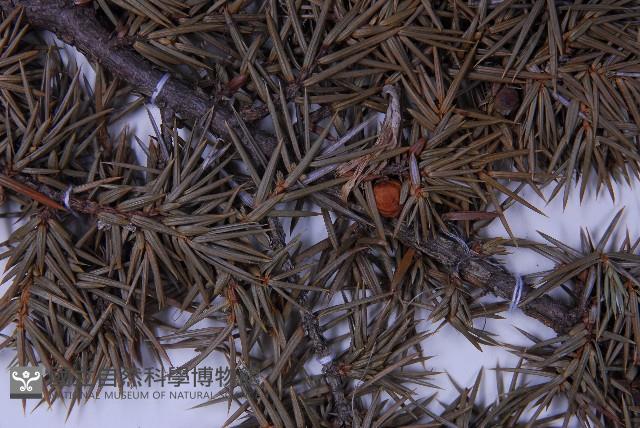 刺柏藏品圖，第3張